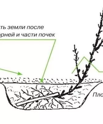посадка крыжовника Серенада
