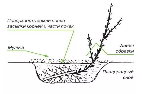 посадка крыжовника Серенада