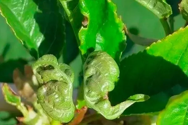 Курчавость листьев болезни сливы12