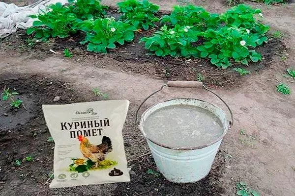 Куриный помёт (разведённый) как удобрять пеларгонию19