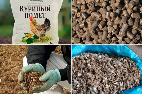 Куриный помёт