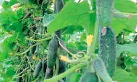 куст огурцов Шопен6