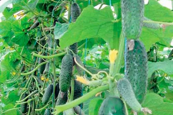 куст огурцов Шопен6