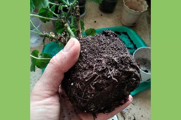 куст пеларгонии осторожно извлеките из старой ёмкости пересадка герани8