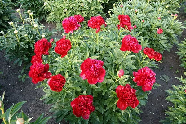 куст пиона Ред Чарм6