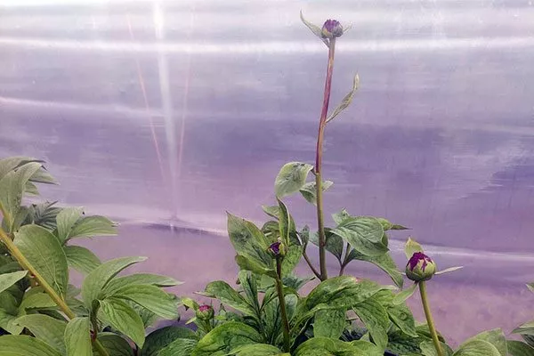 куст пораженный нематодой сохнут бутоны пиона7