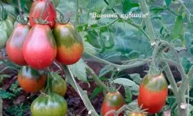 куст томатов Винный кувшин8