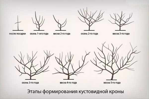 Кустовидная крона Обрезка яблони21