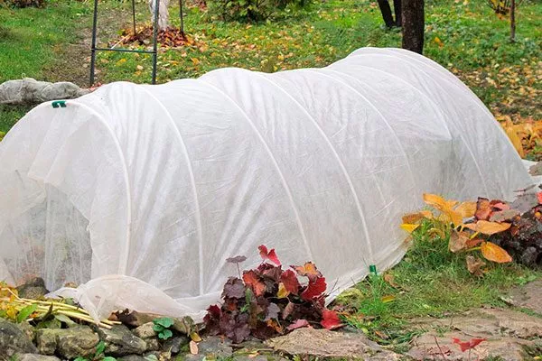 кусты пионов укрывайте агроволокном