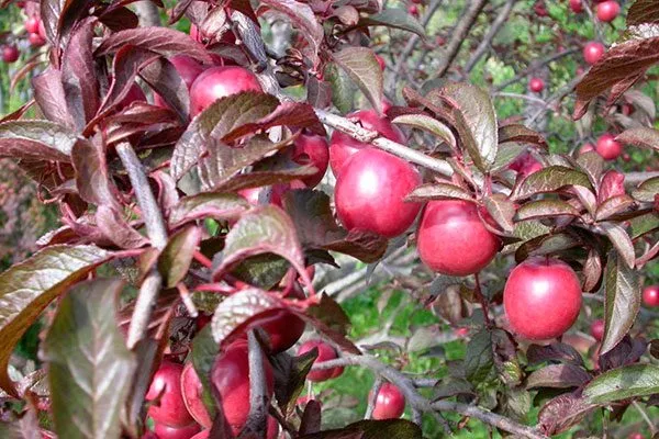 Лама посадка алычи14