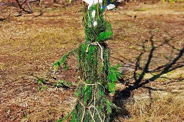 лапником трескается кора груши8