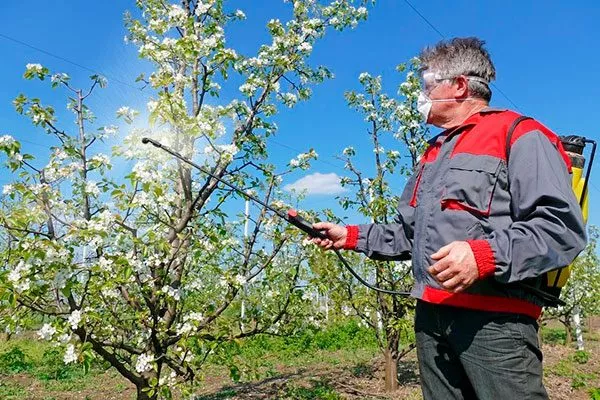 Лечение парши груши10