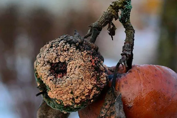 Лечение парши груши11