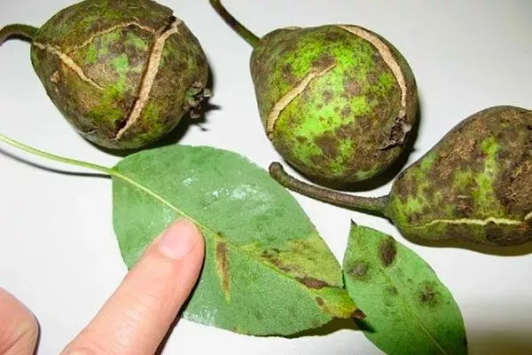 Лечение парши груши12