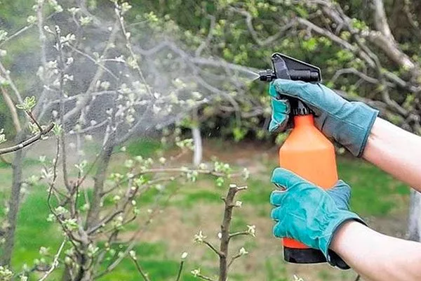 Лечение парши груши13