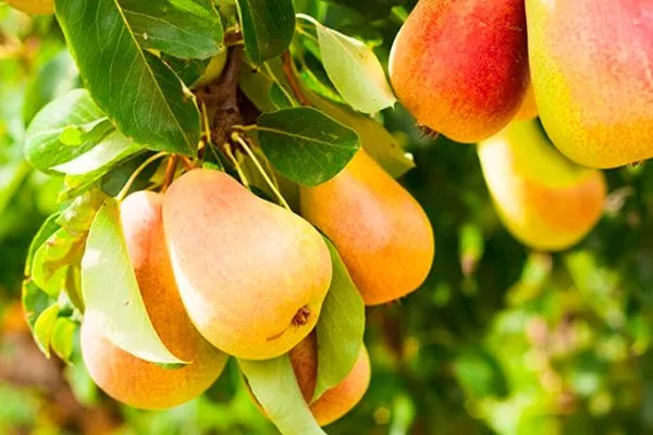 Лечение парши груши14