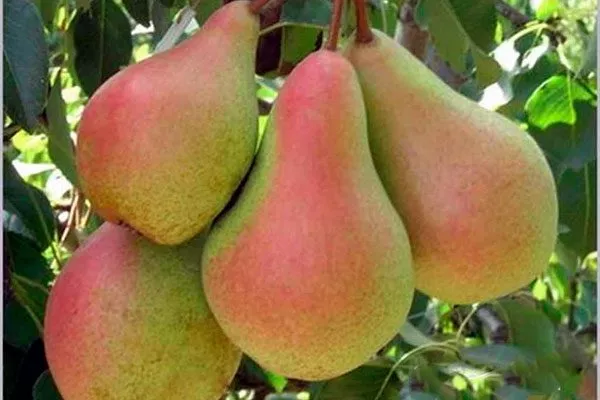 Лечение парши груши17