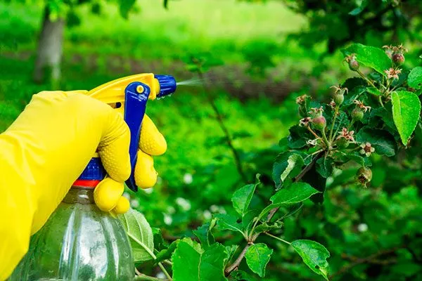 Лечение парши груши20