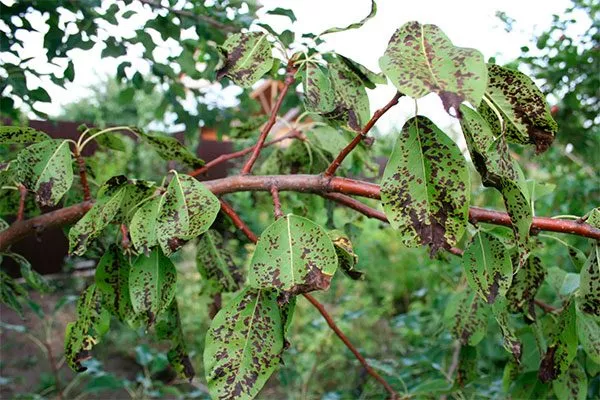 Лечение парши груши22