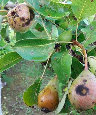 Лечение парши груши23