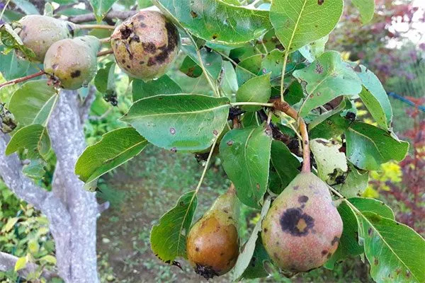 Лечение парши груши23
