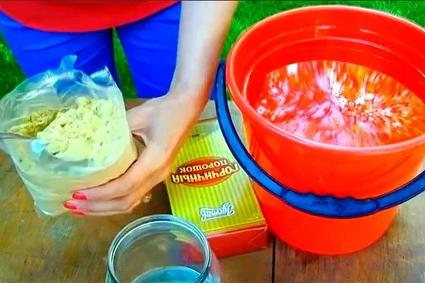 Лечение парши груши28