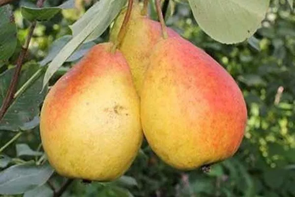 Лечение парши груши31