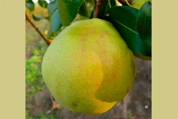 Лечение парши груши33