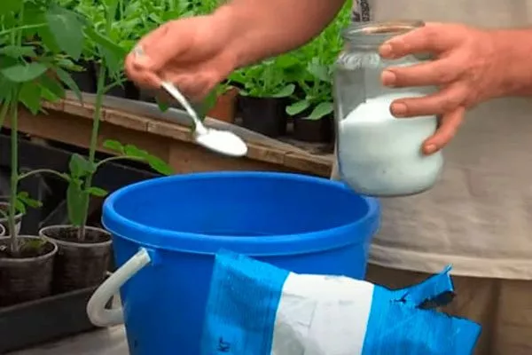 Лечение парши груши34