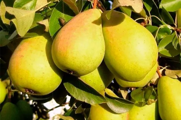 Лечение парши груши44