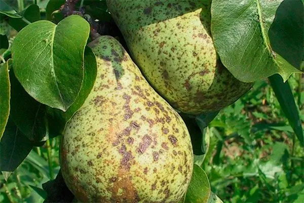 Лечение парши груши45