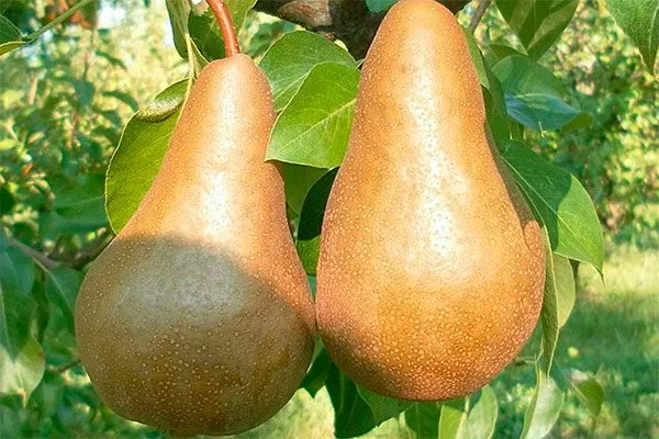 Лечение парши груши5