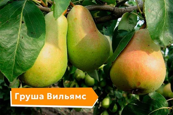 Лечение парши груши9