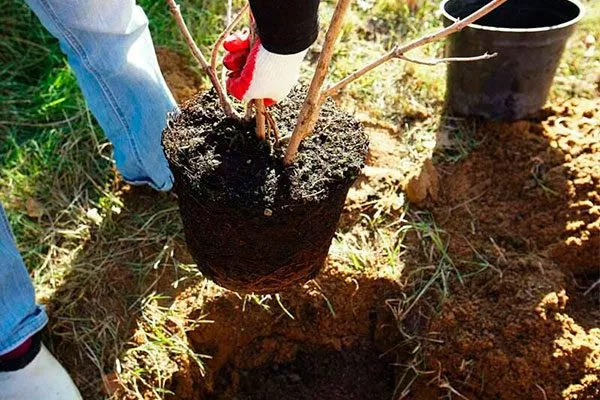 Летняя посадка посадка алычи15