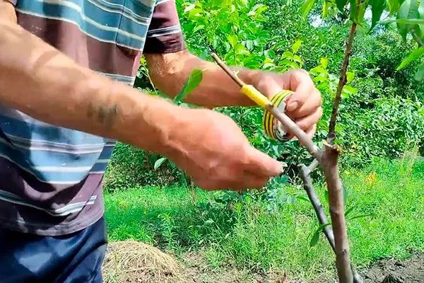 Летняя прививка размножение алычи18