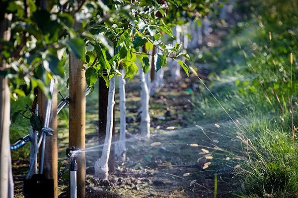 Лето Полив яблони9