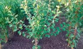 Летом посадка алычи16