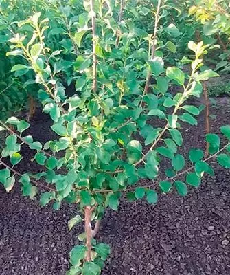 Летом посадка алычи16