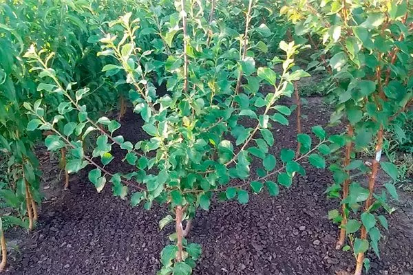 Летом посадка алычи16