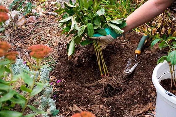 Летом1 посадка пионов12