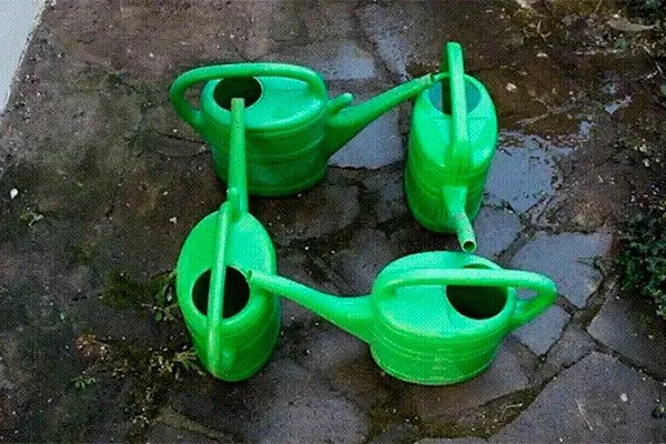 лейка с водой пересадка пионов16