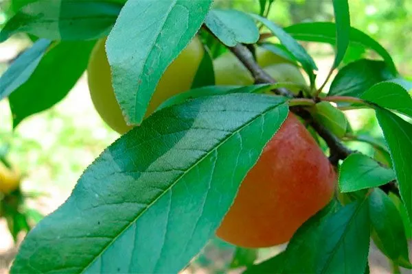 лист алычи сравнение7