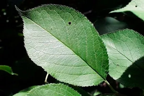 лист сливы сравнение8