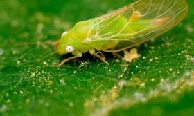 листоблошка Яблони Долго5