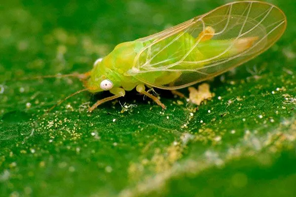 листоблошка Яблони Долго5