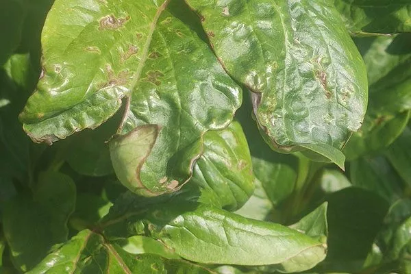 листовая нематода 2 сохнут бутоны пиона8