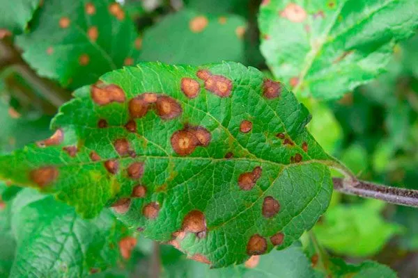 Листовая пятнистость или серая гниль Болезни вредители ирги12