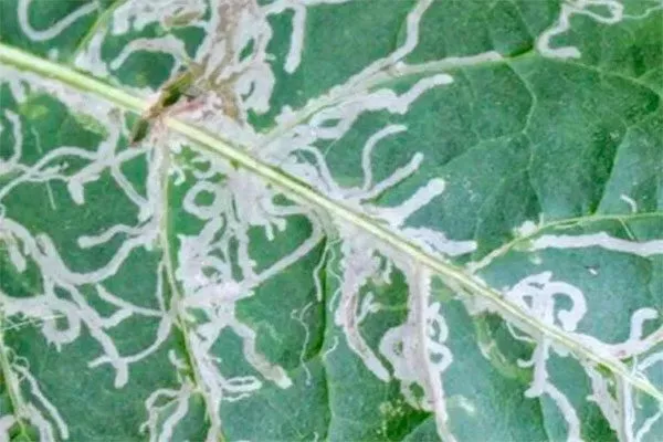 листовые (Aphelenchoides spp сохнут бутоны пиона10