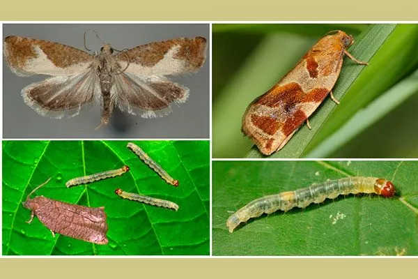 Листовёртка Болезни вредители ирги11