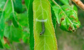 листовёртка Яблони Долго6